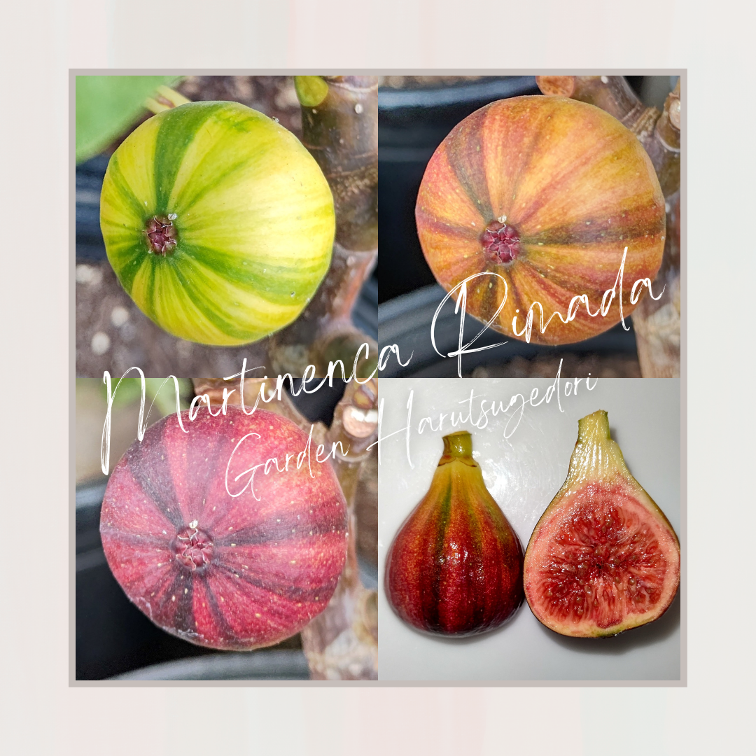 Martinenca Rimada/マルティネンカ リマーダ